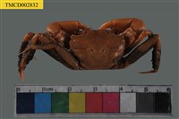 藏品(高橋長方蟹)的圖片